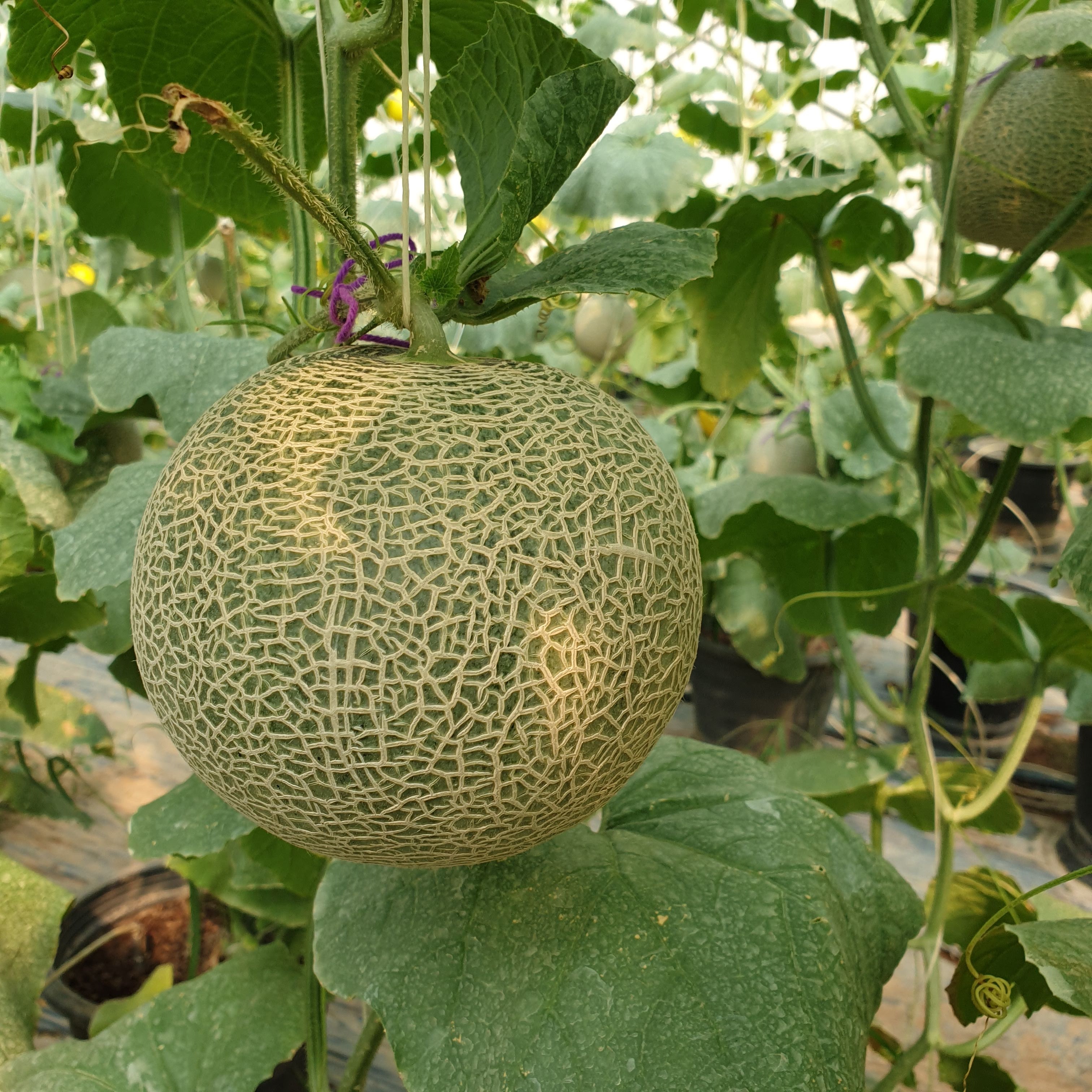 3 tips picking melon 3 tips picking melon