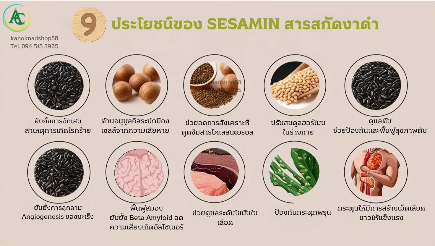 9ประโยชน์ของเซซามิน