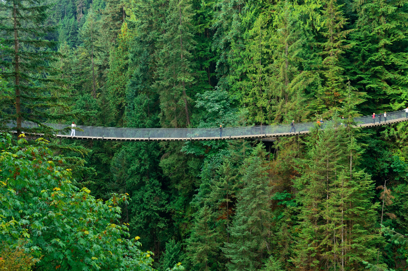 สะพานแขวน Capilano Suspension Bridge ท่ามกลางป่าฝนในแวนคูเวอร์