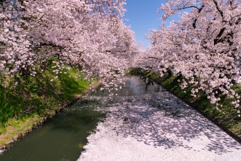 ปราสาทฮิโรซากิ อาโอโมริ ท่ามกลางซากุระบานสะพรั่ง