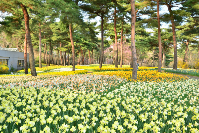 ทุ่งเนโมฟีลาที่สวนฮิตาชิ ซีไซด์ปาร์ค โตเกียว เดือนพฤษภาคม