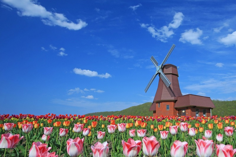 ทุ่งดอกทิวลิปหลากสีที่ฟาร์ม Kamiyubetsu ฮอกไกโด เดือนพฤษภาคม