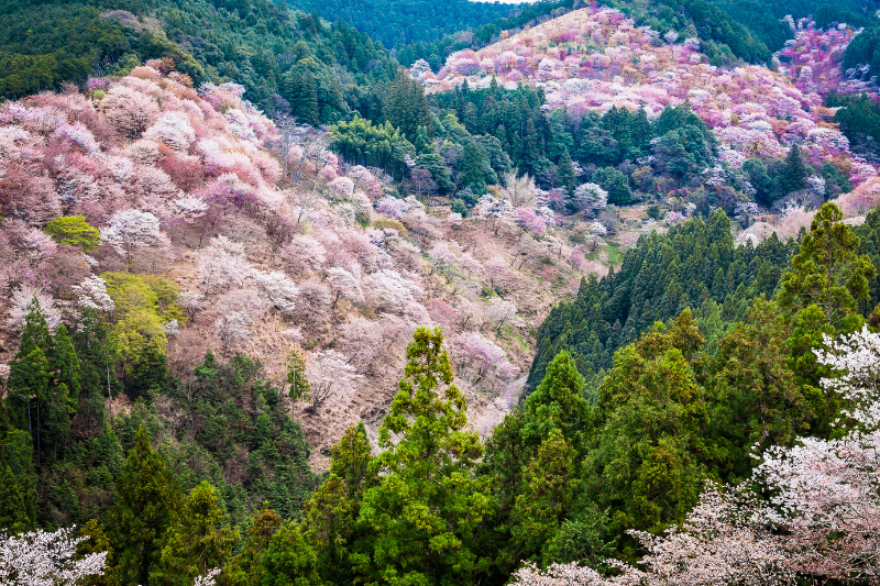 ภูเขาโยชิโนะ นารา สถานที่ชมซากุระที่มีเสน่ห์เป็นเอกลักษณ์