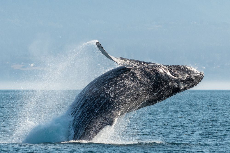 การดูวาฬเพชฌฆาตในช่องแคบจอร์เจีย แวนคูเวอร์