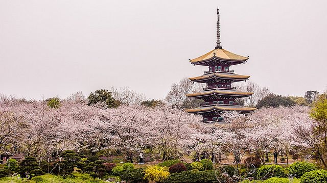 Sakura Wuhan