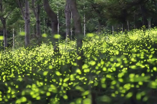 หิ่งห้อย