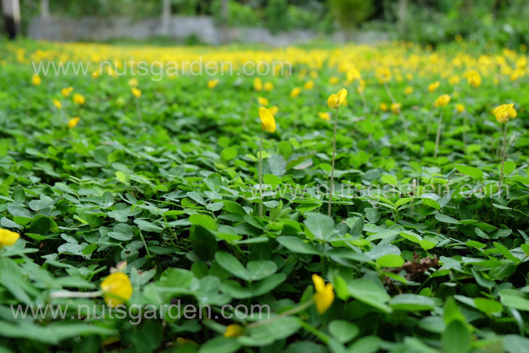 รีวิวถั่วบราซิล ที่ปลูกจากเมล็ด