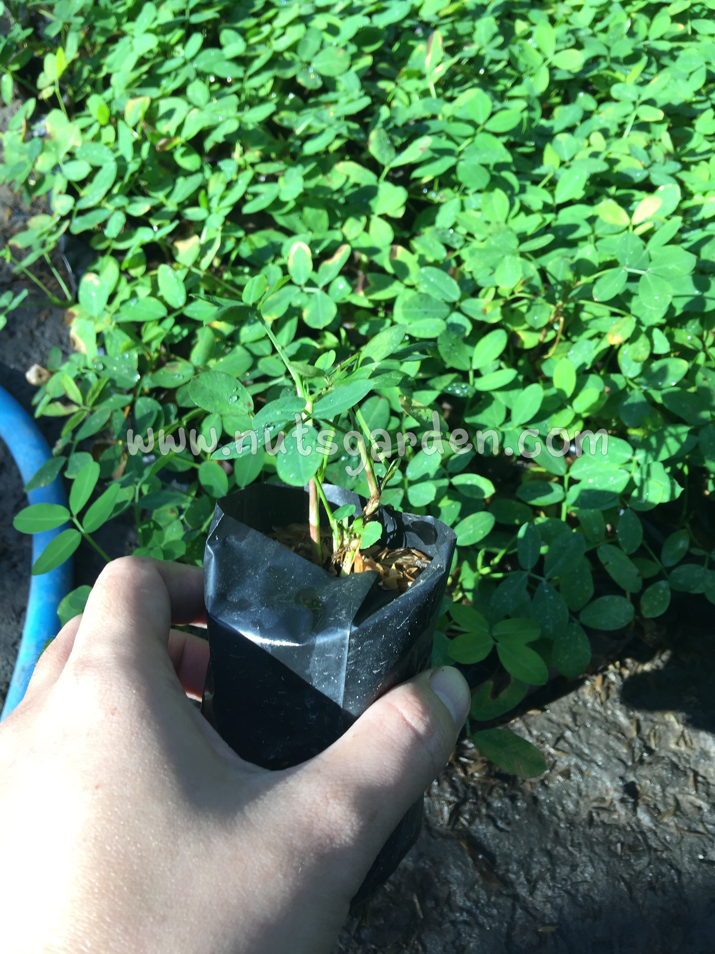 ต้นถั่วบราซิล ในสวนพร้อมจัดส่ง