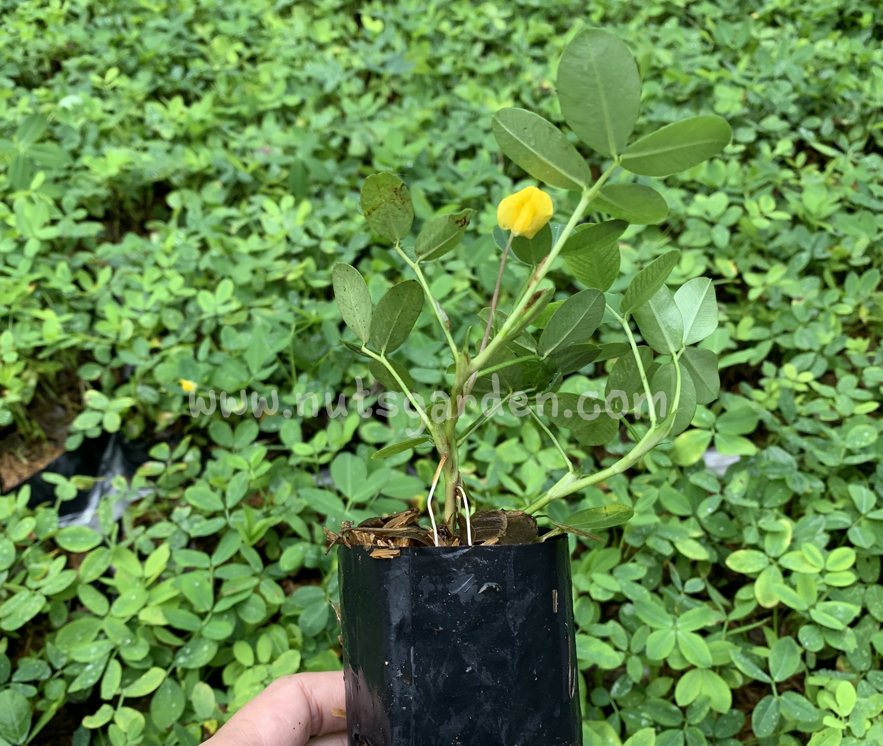 ต้นถั่วบราซิล