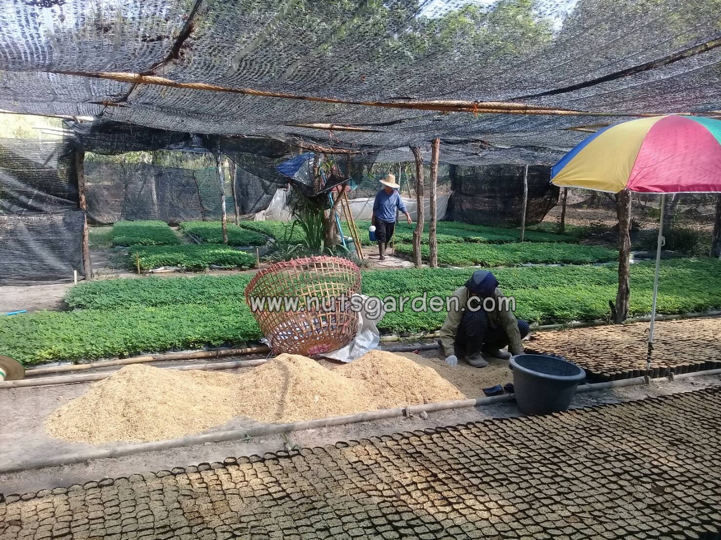 เตรียมแปลงปลูกต้นถั่วบราซิล