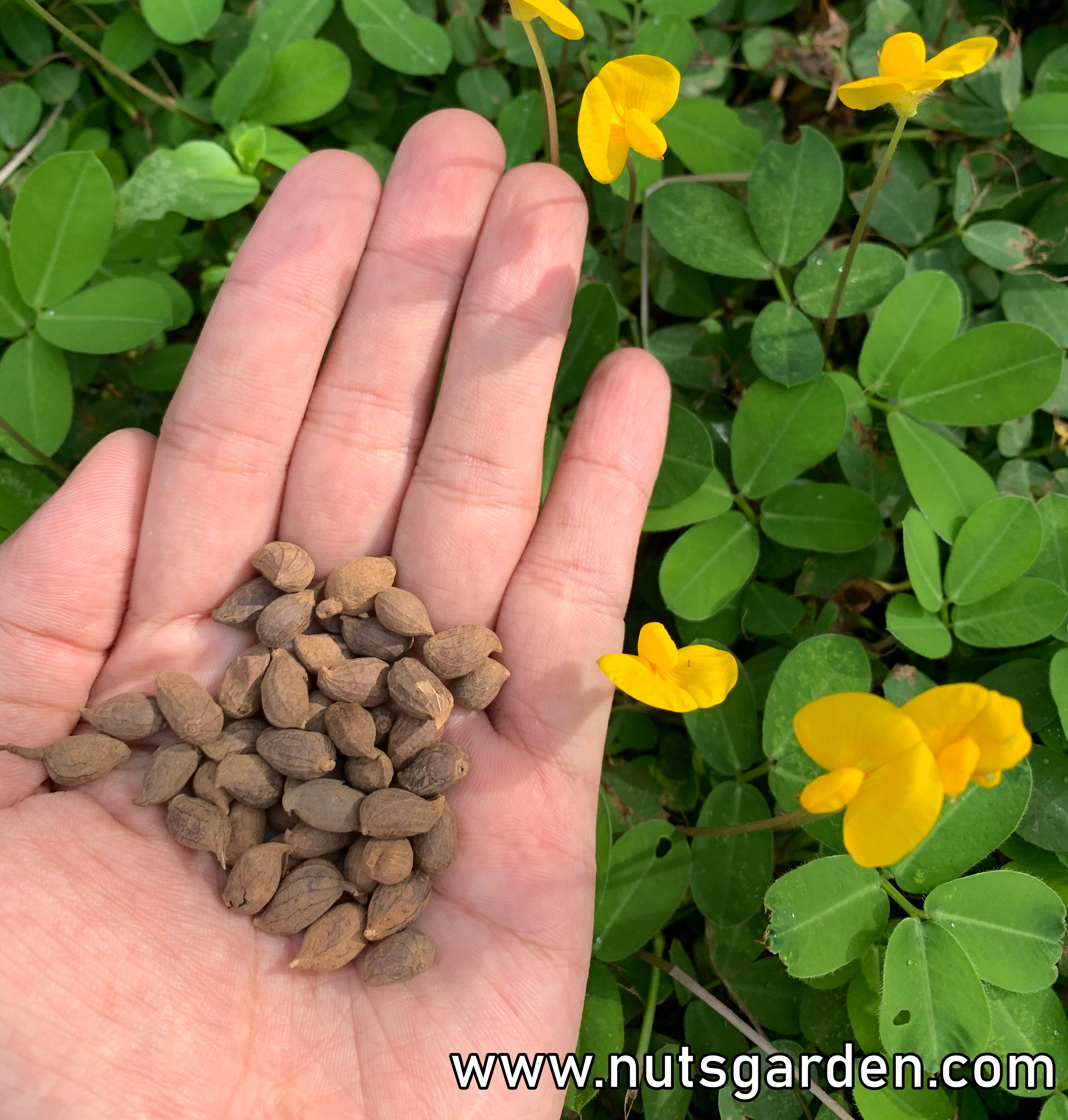 ถั่วบราซิล พืชคลุมดินสวยงาม