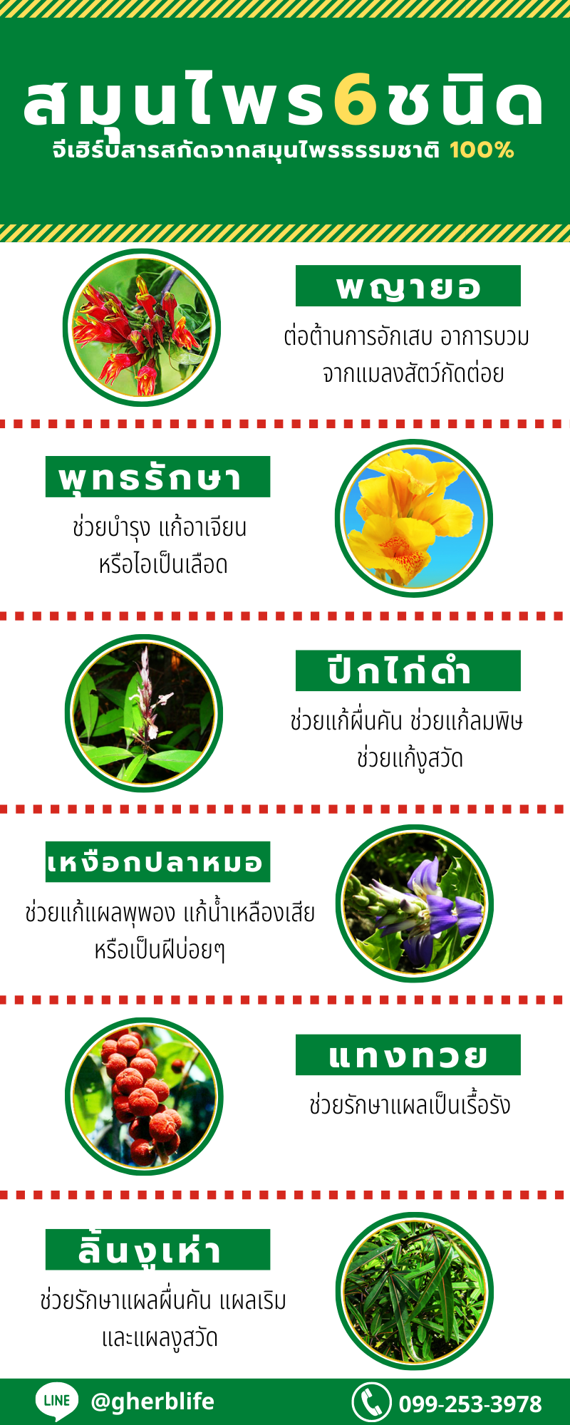 สมุนไพร 6 ชนิด ที่สำคัญ