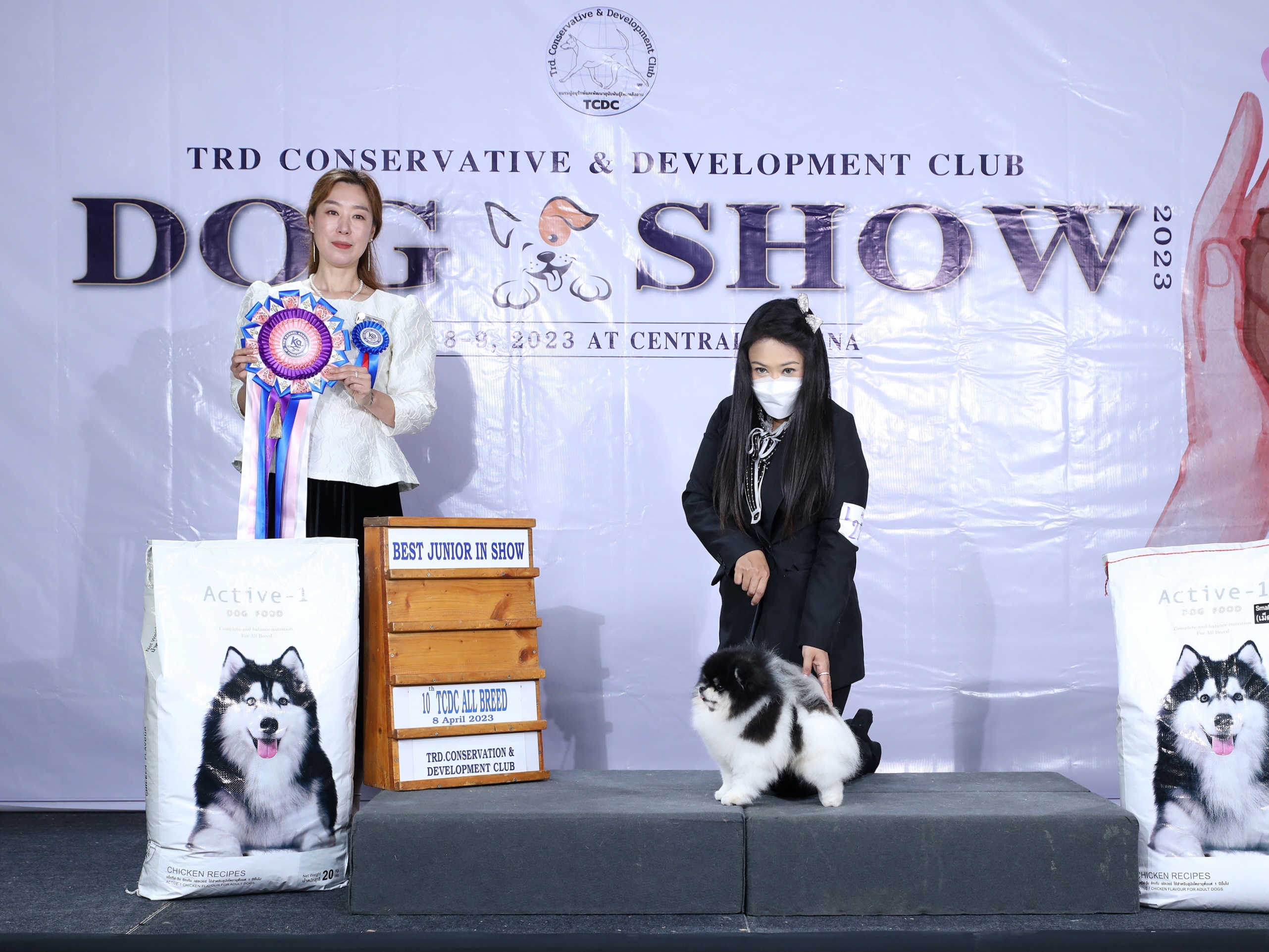 ปอมเมอเรเนี่ยน ไตรคัลเลอร์ ประกวด