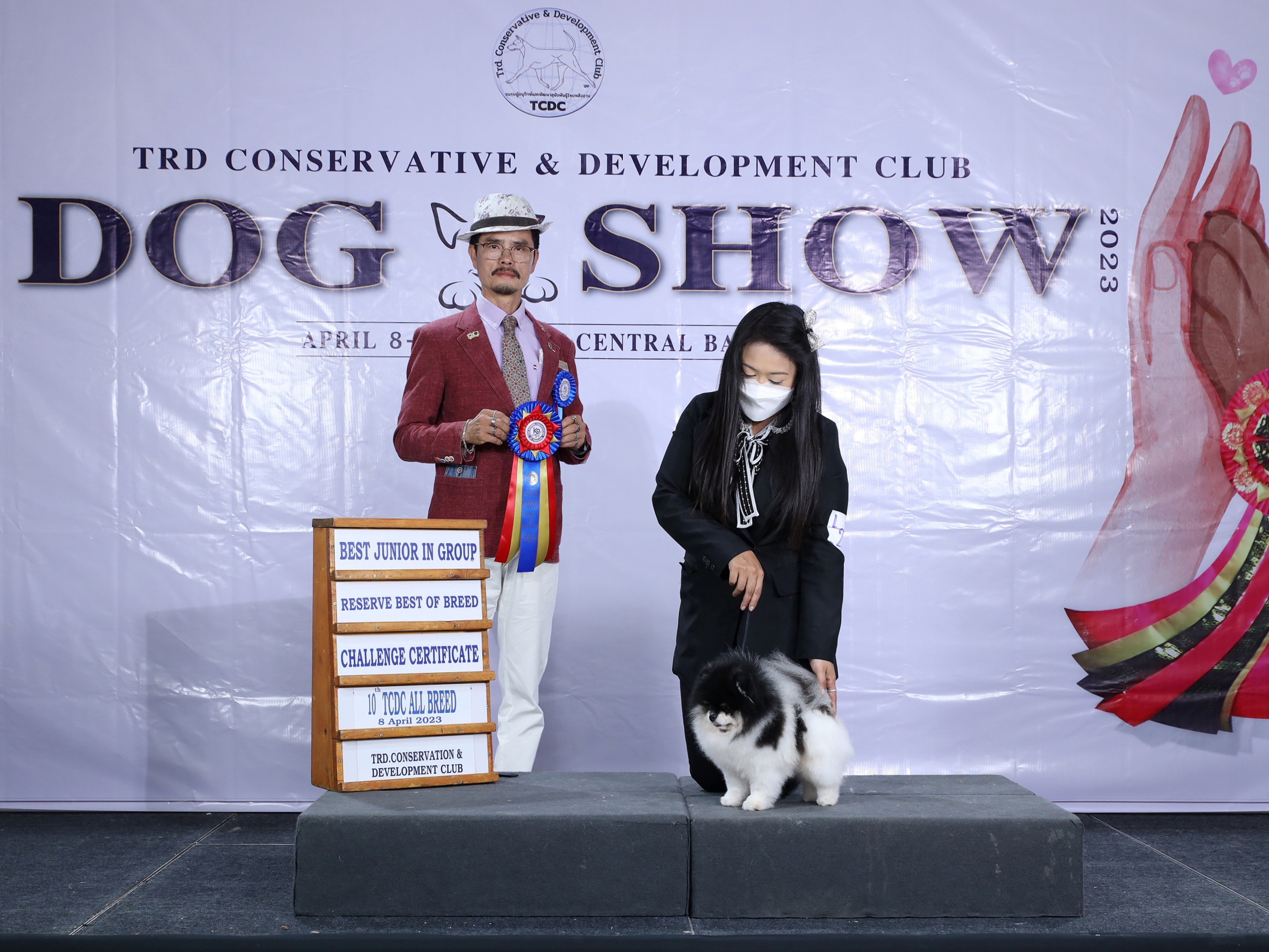 ปอมเมอเรเนี่ยน ไตรคัลเลอร์ ประกวด