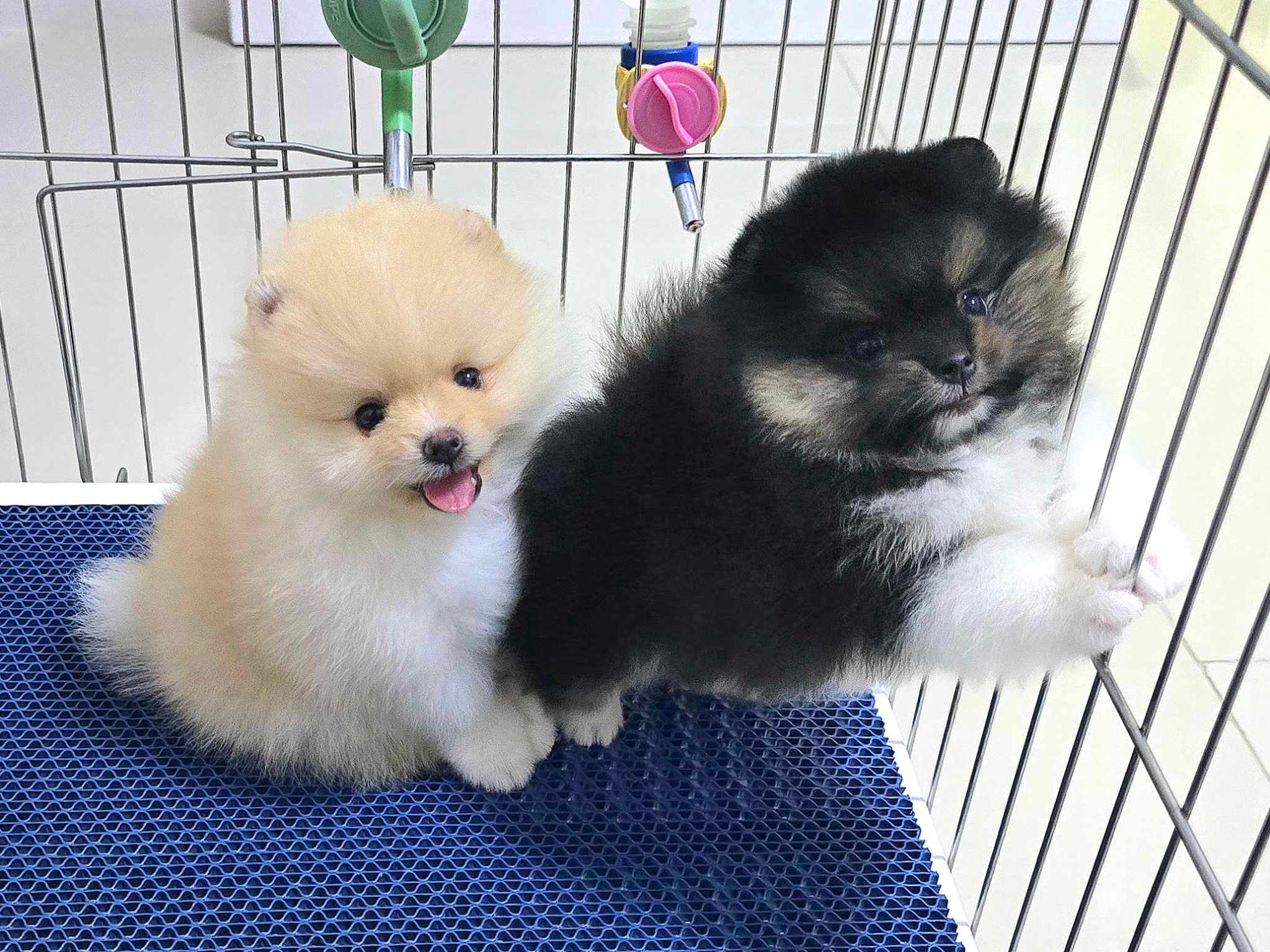 ลูกปอมเมอเรเนี่ยน ลูกปอมเมอเรเนี่ยน