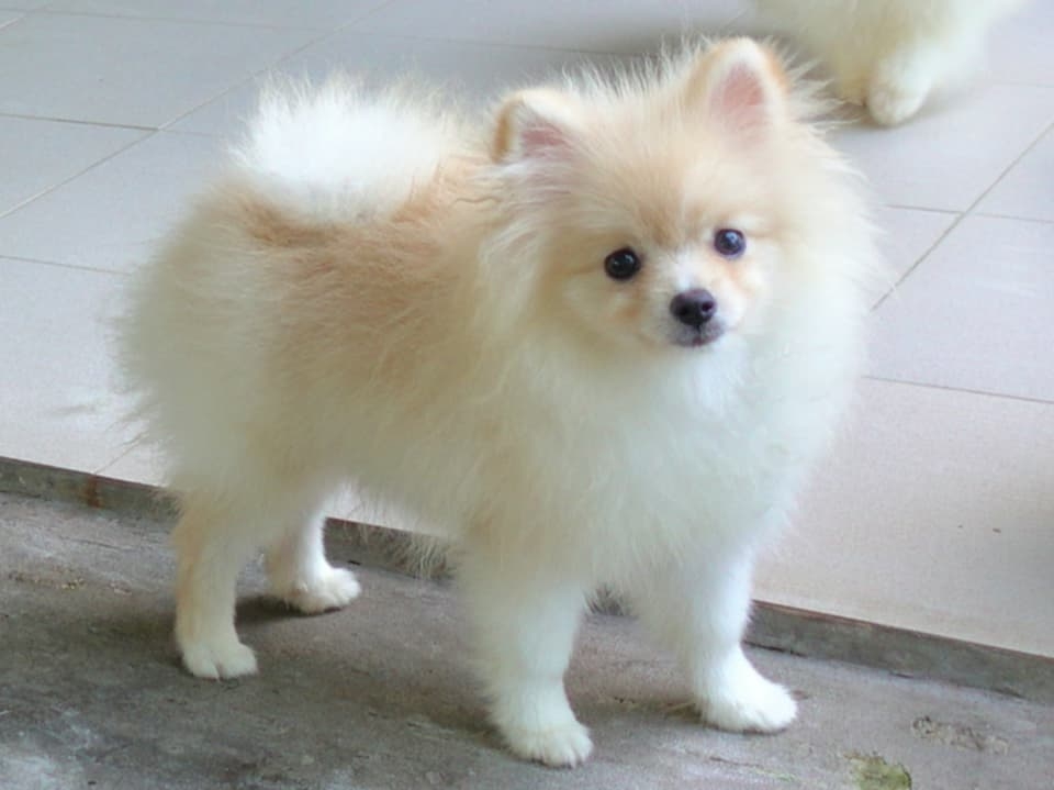 ปอมหน้าหมี