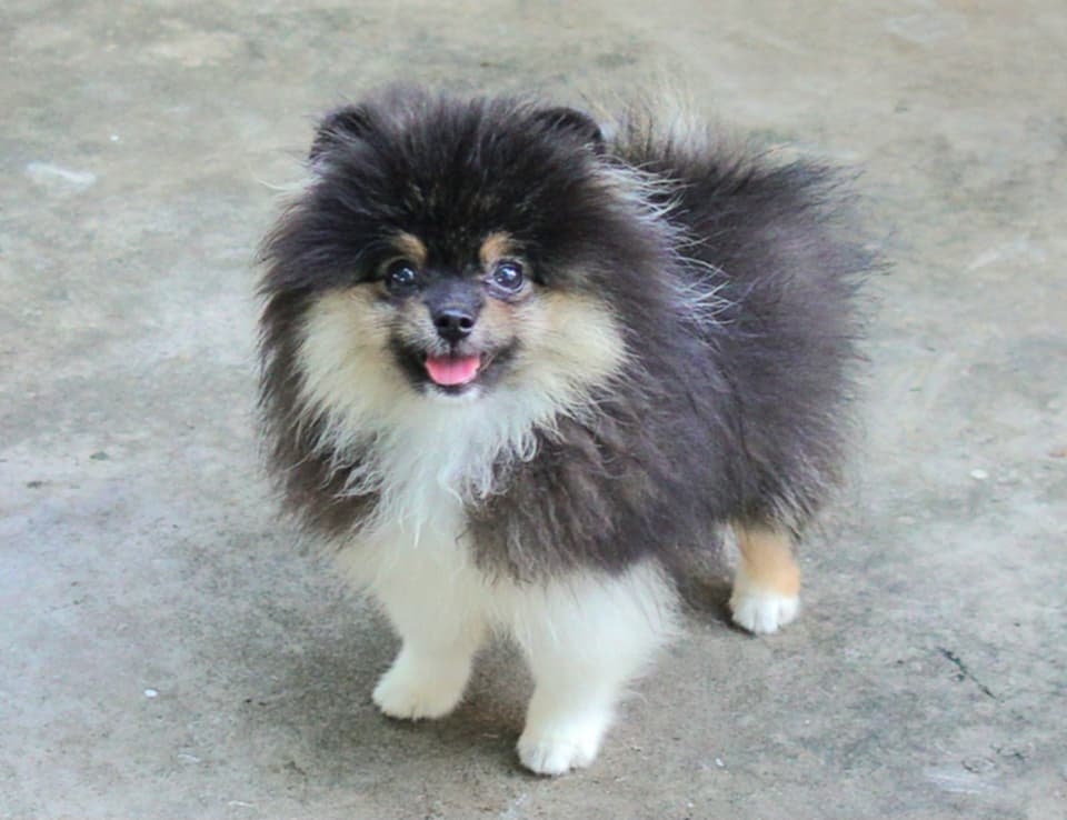 ปอมเมอเรเนียน