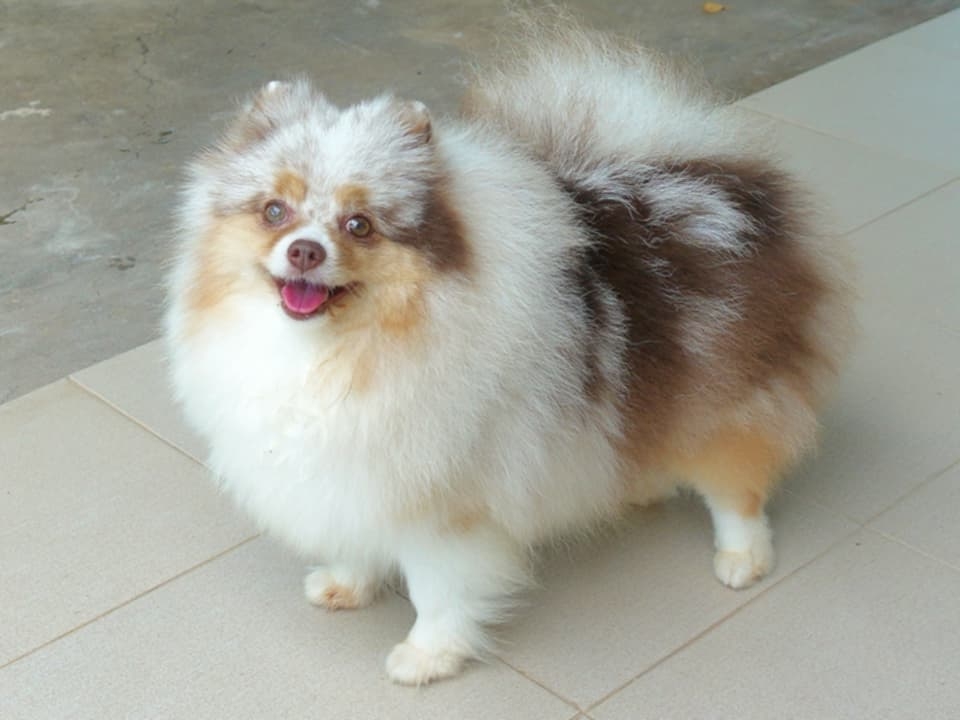 ปอมเมอเรเนี่ยน