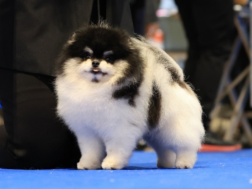 ปอมเมอเรเนี่ยน