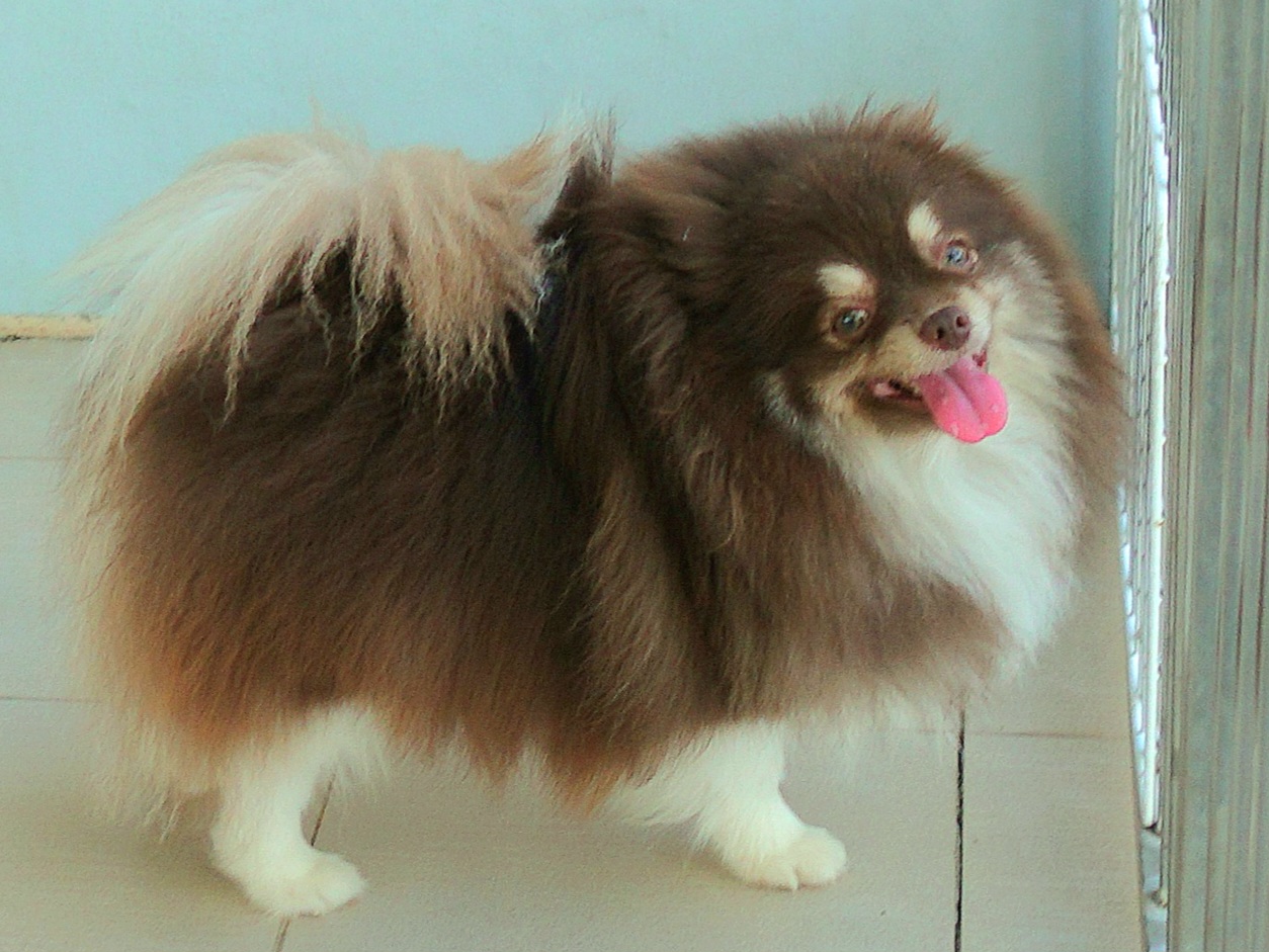 ปอมเมอเรเนี่ยน