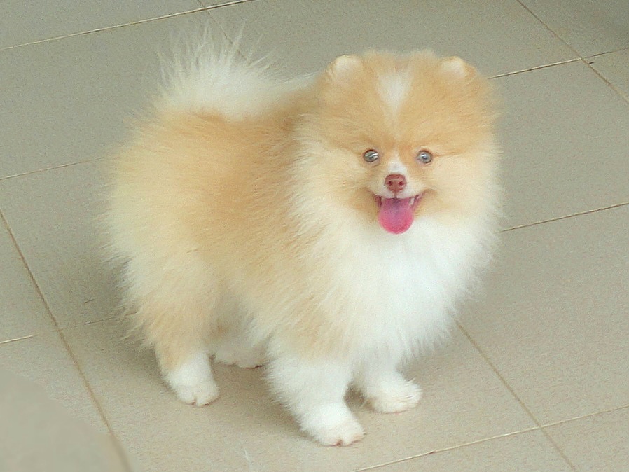 ลูกปอมเมอเรเนี่ยน