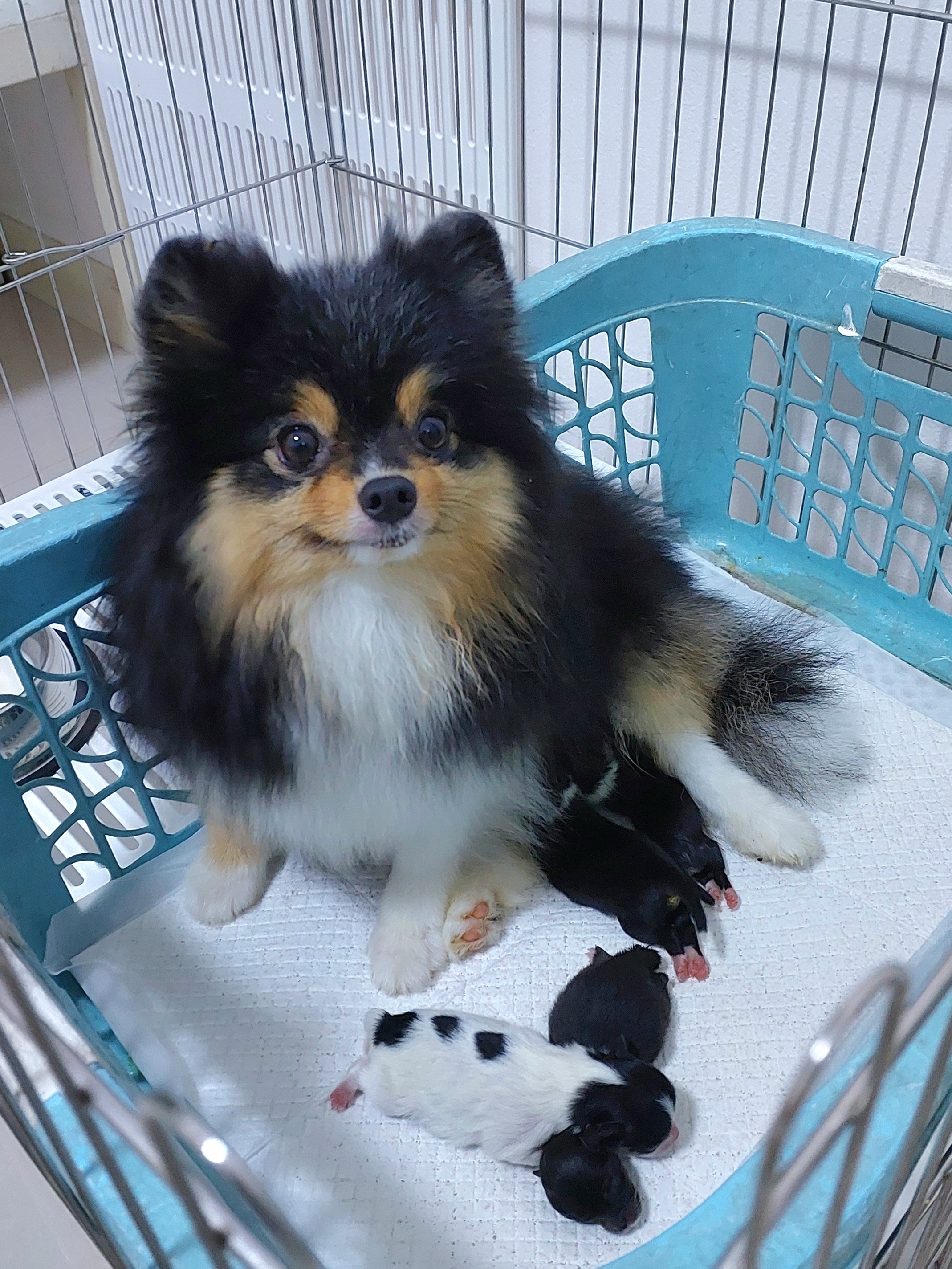 ปอมเมอเรเนี่ยน