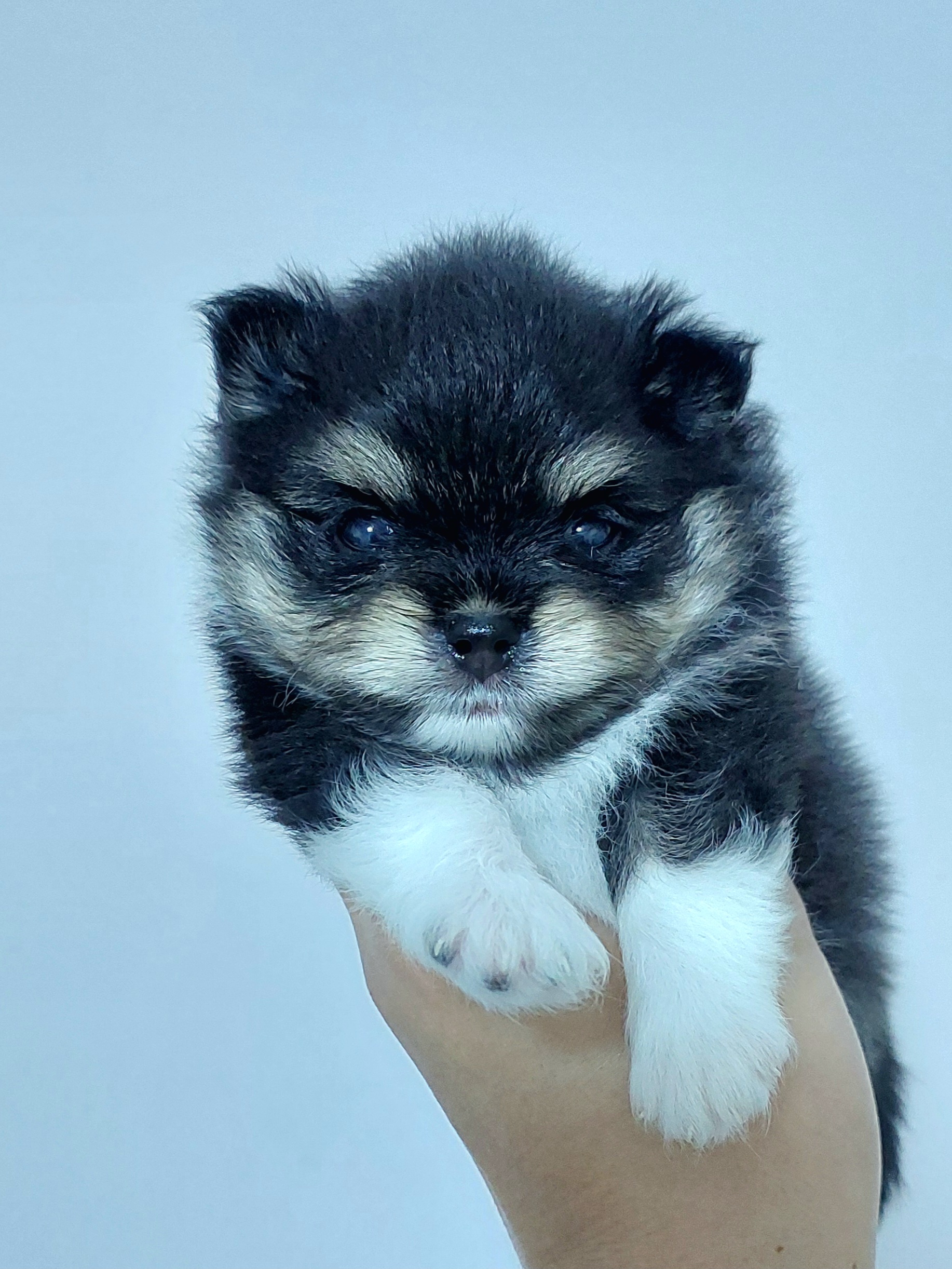 ปอมเมอเรเนี่ยน