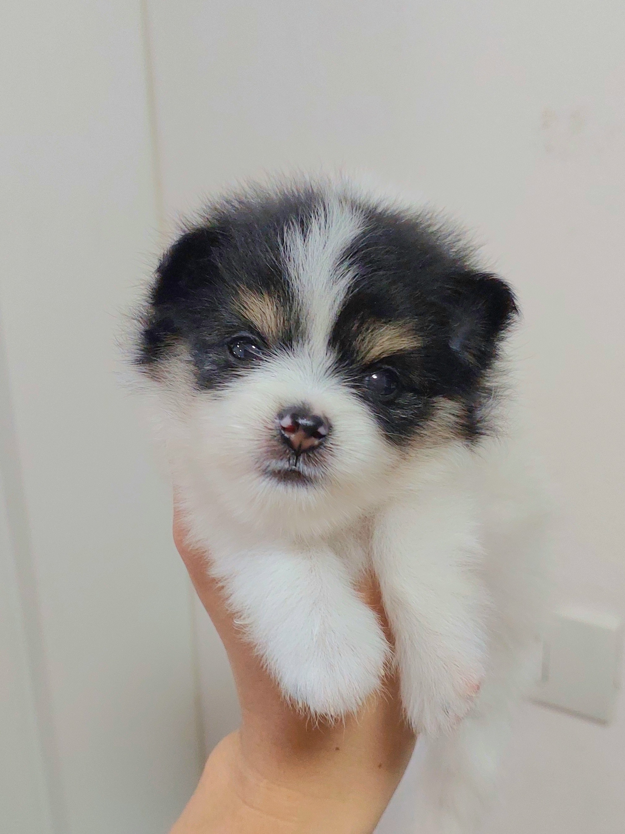 ปอมเมอเรเนี่ยน