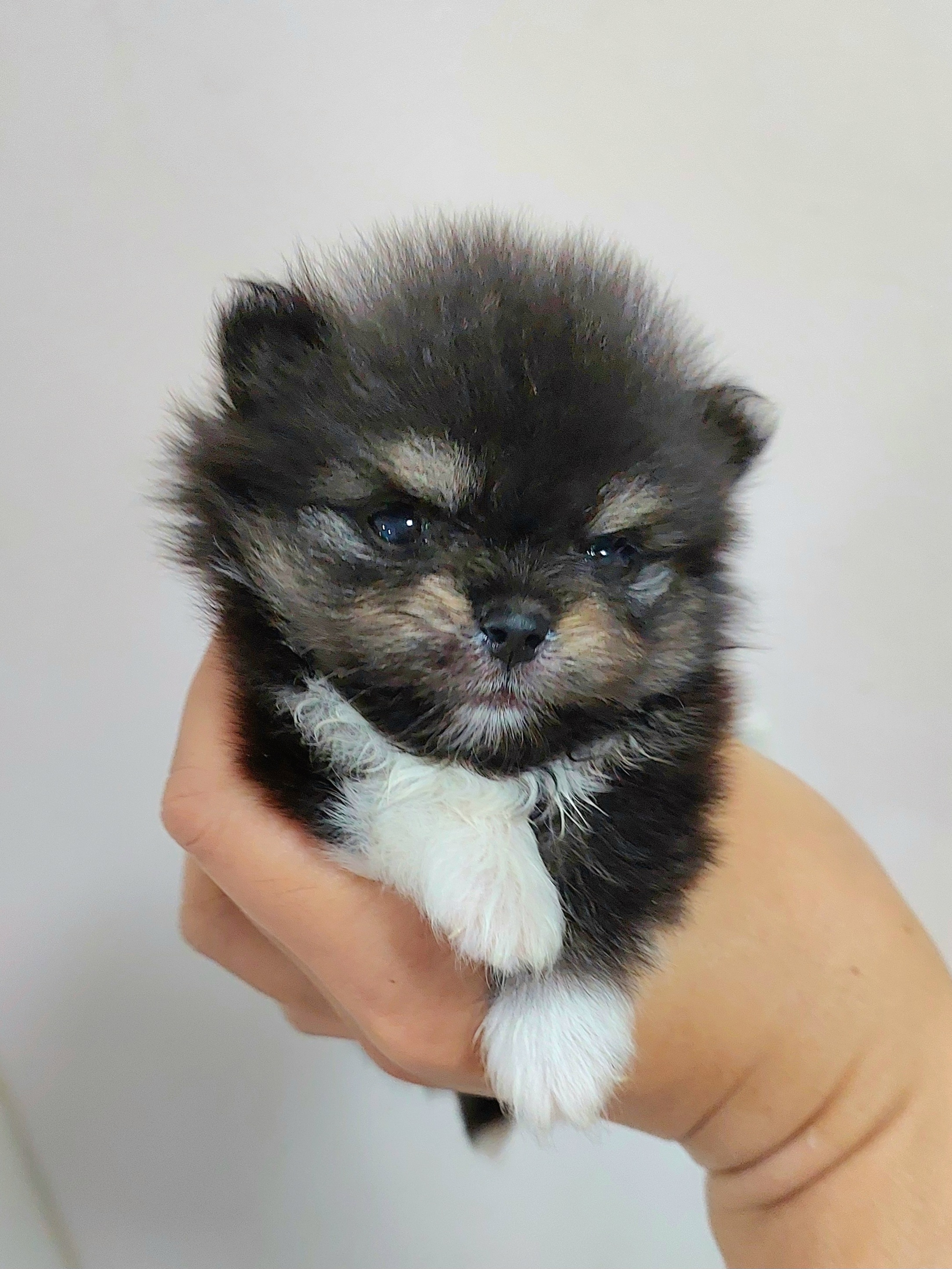 ปอมเมอเรเนี่ยน