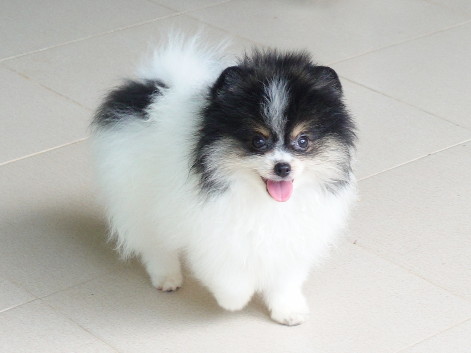 ปอมเมอเรเนี่ยน