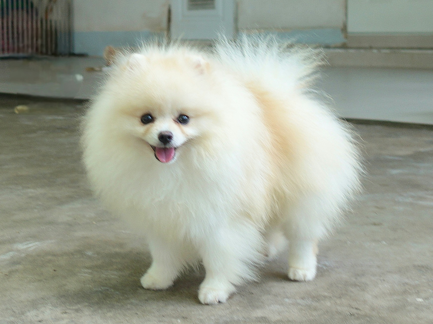 ปอมเมอเรเนี่ยน