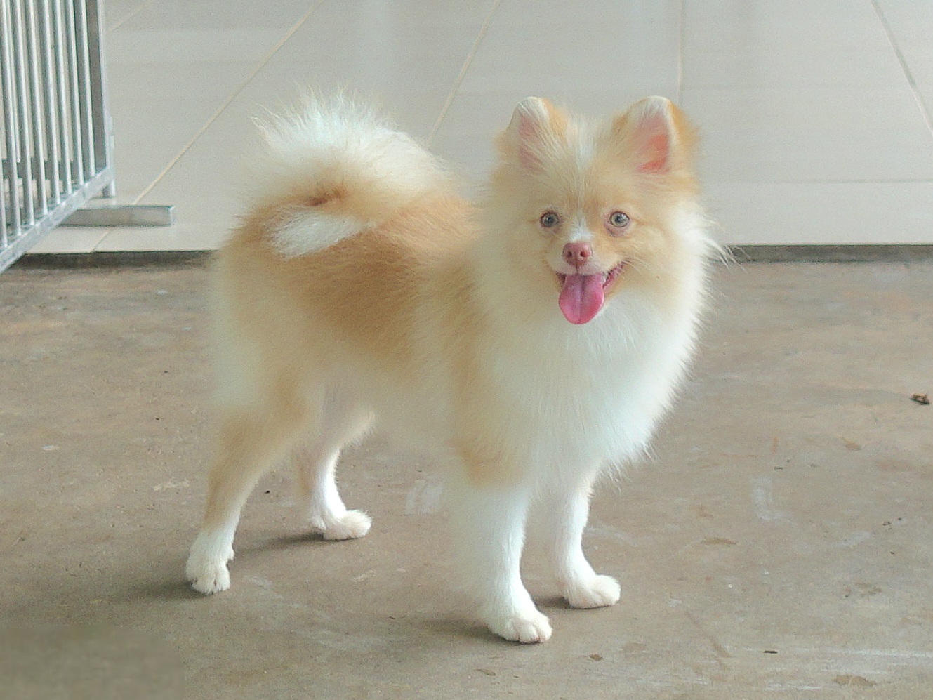 ปอมเมอเรเนี่ยน