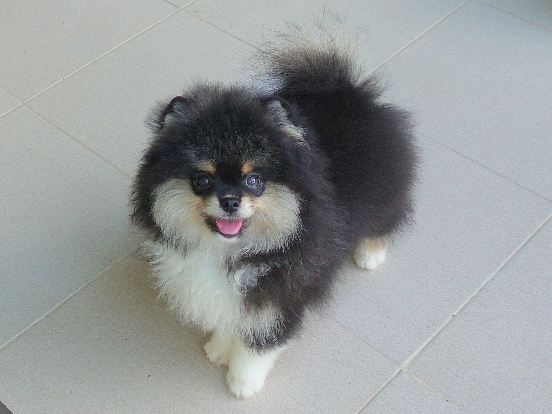 ปอมเมอเรเนี่ยน