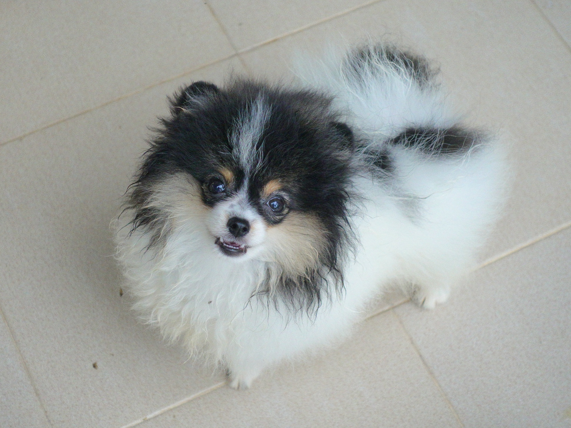 ปอมเมอเรเนี่ยน