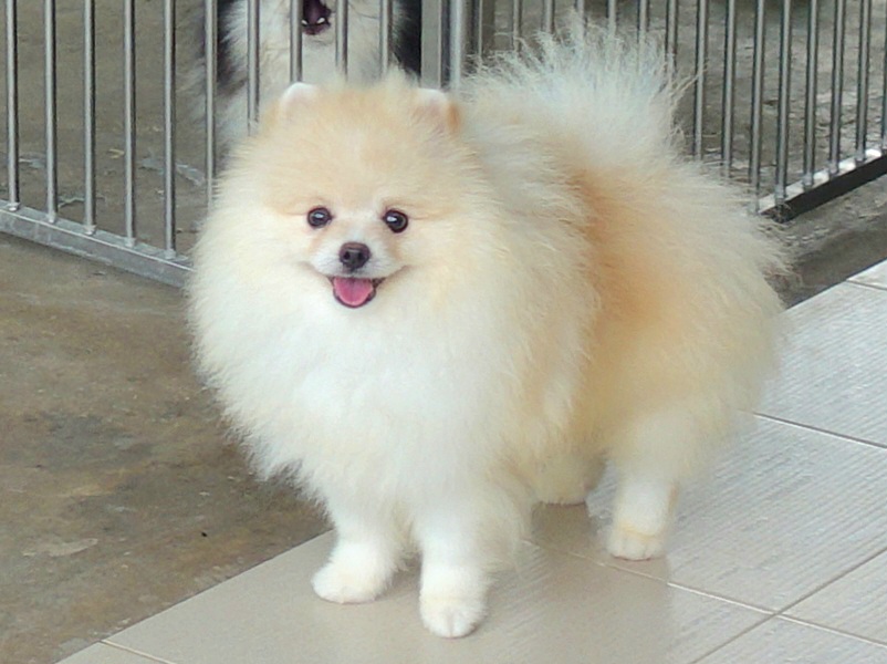 ปอมเมอเรเนี่ยน