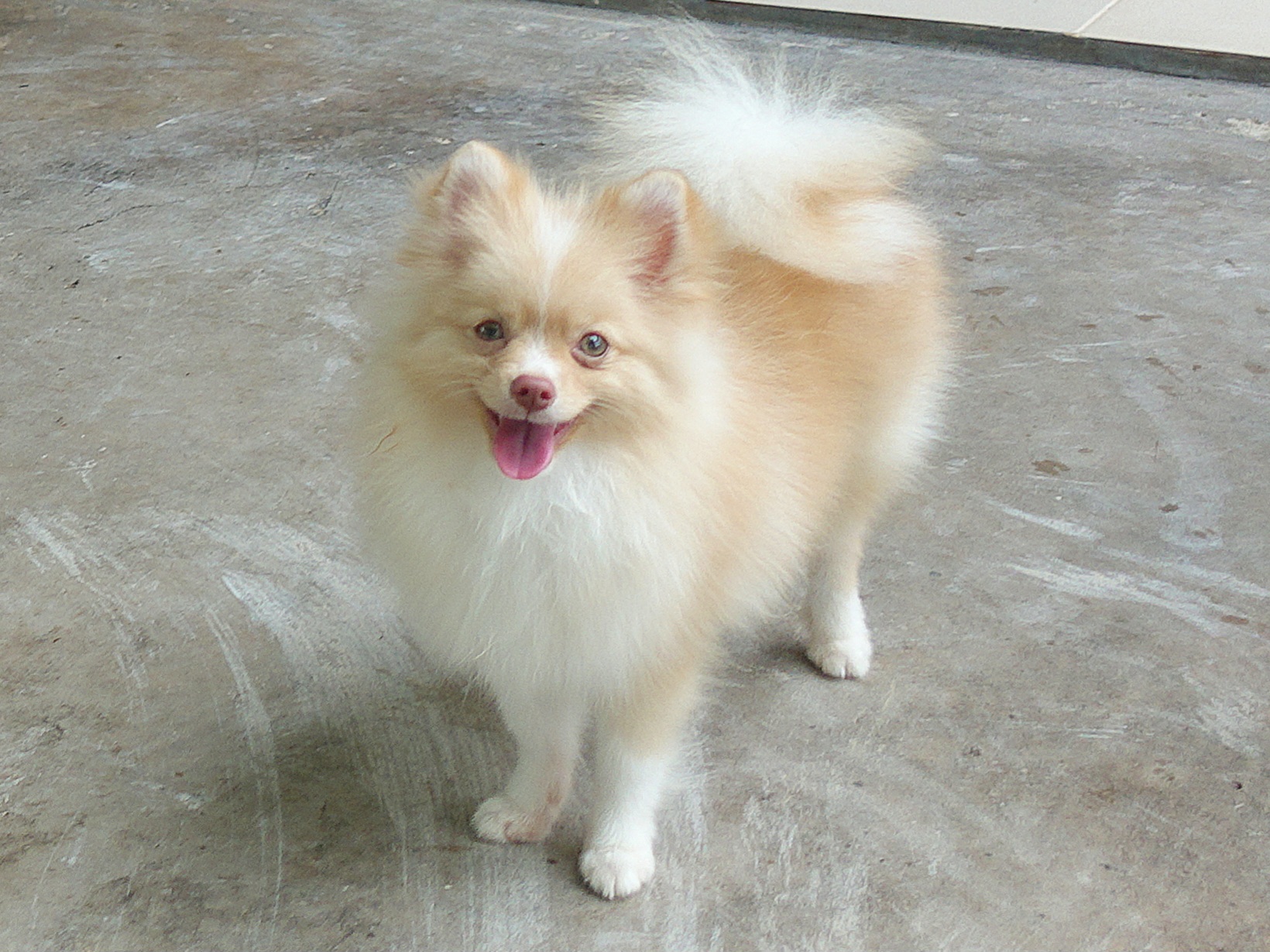 ปอมเมอเรเนี่ยน