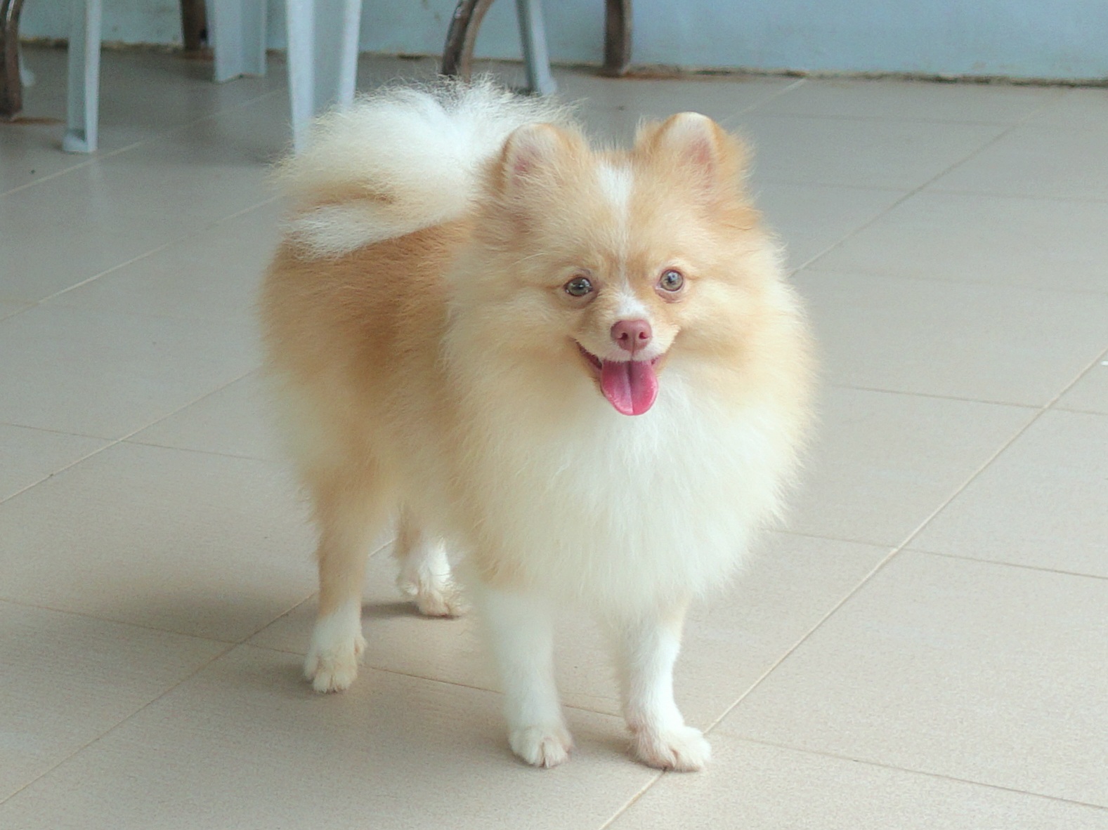 ปอมเมอเรเนี่ยน