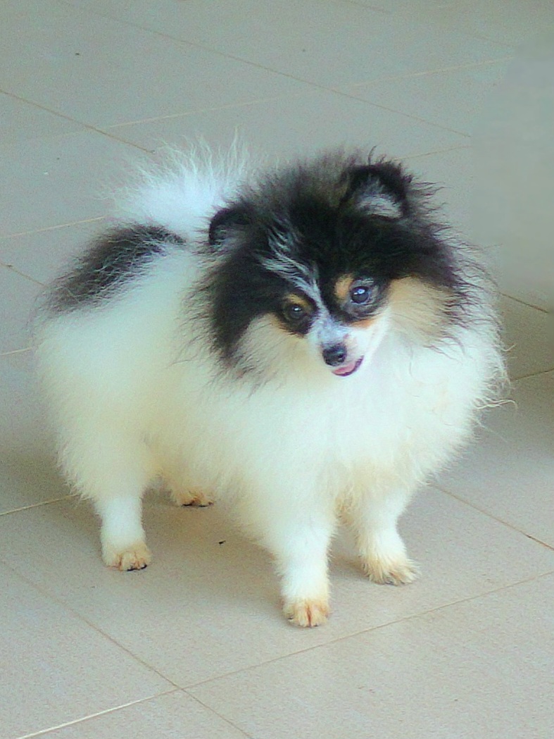 ปอมเมอเรเนี่ยน