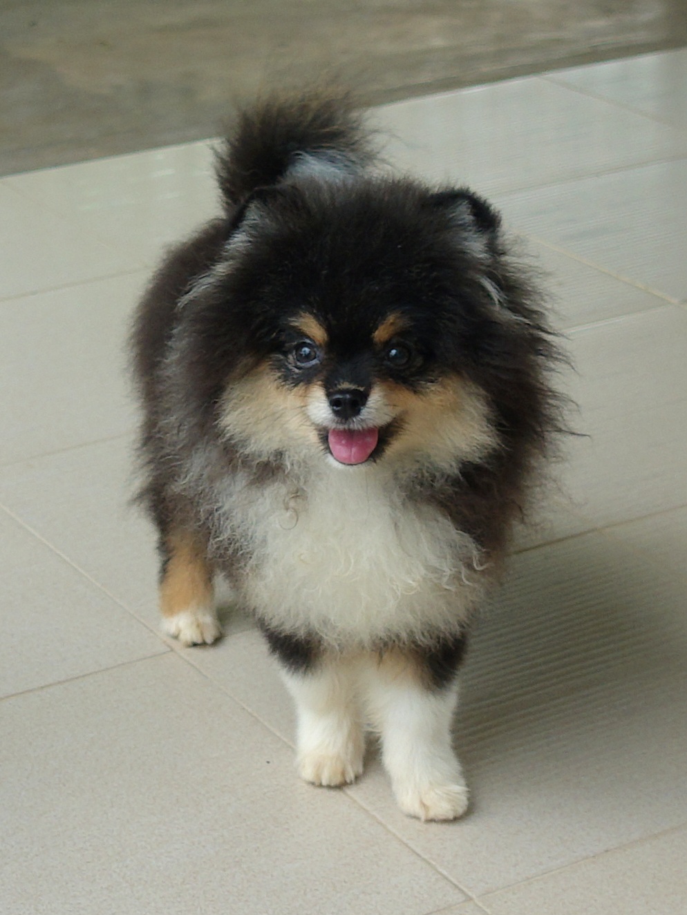 ปอมเมอเรเนี่ยน