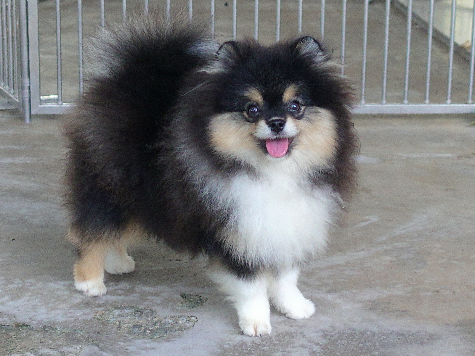 ปอมเมอเรเนี่ยน