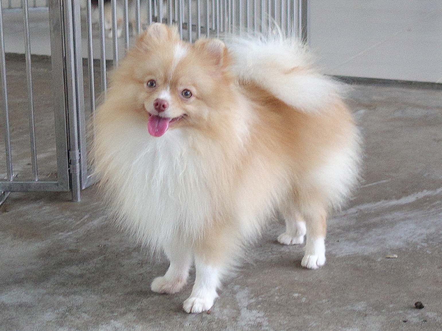 ปอมเมแเรเนี่ยน