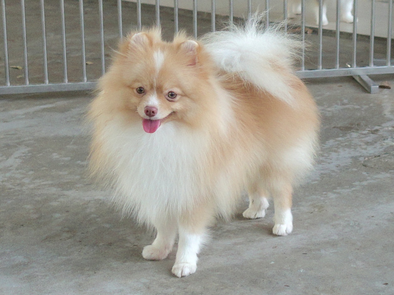 ปอมเมอเรเนี่ยน