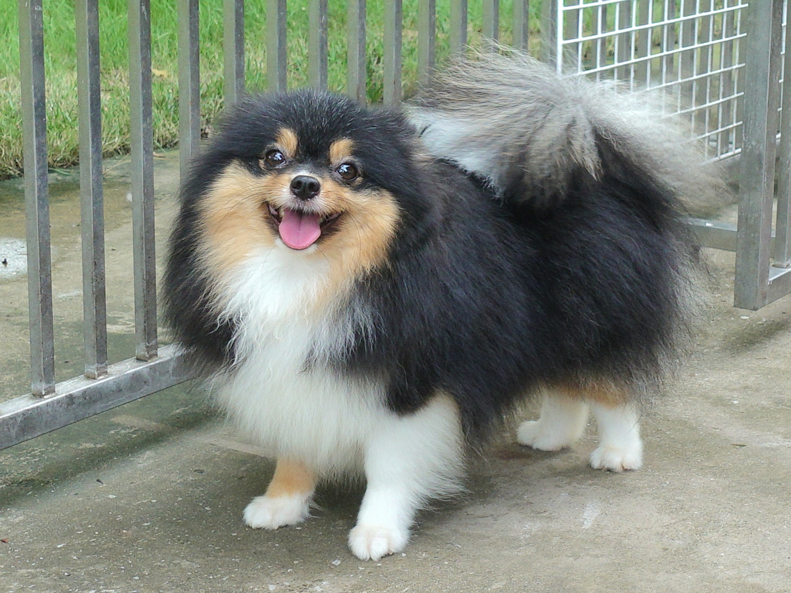 ปอมเมอเรเนียน