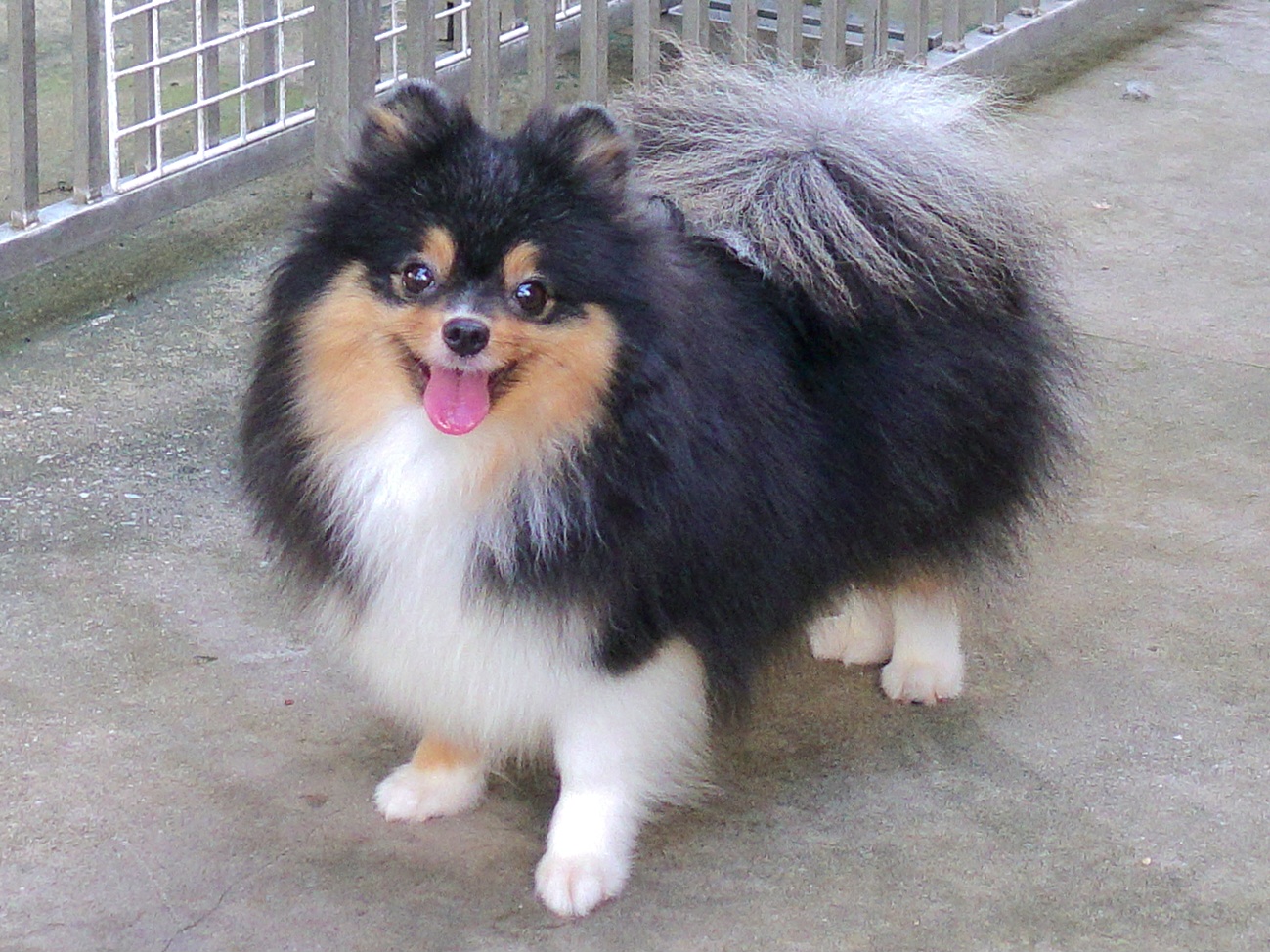 ปอมเมอเรเนี่ยน