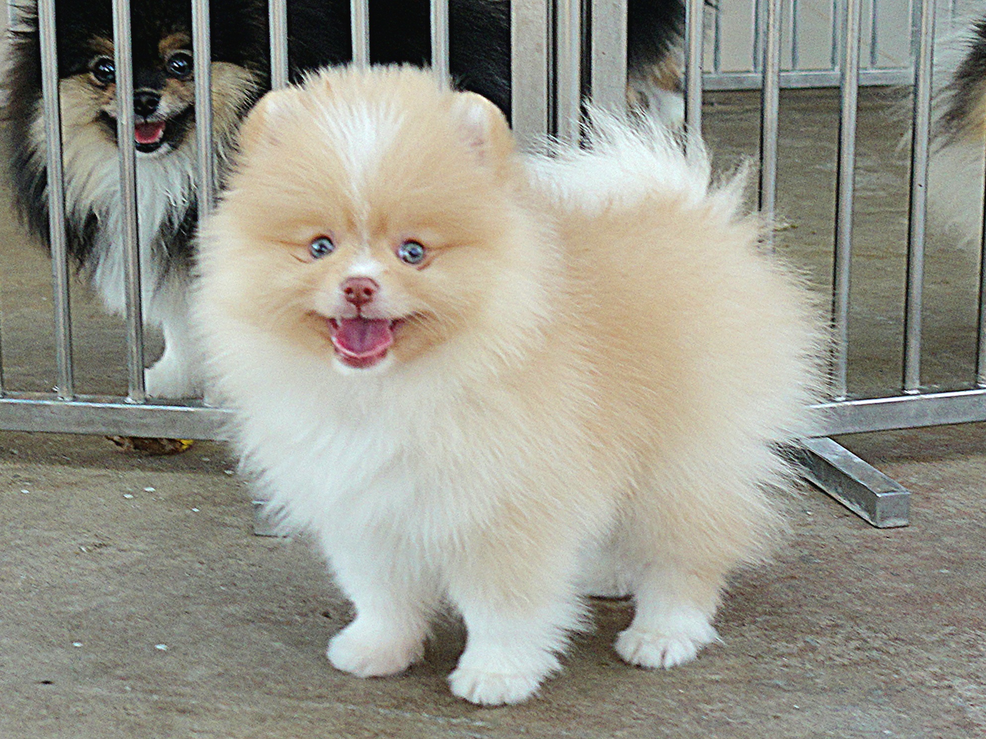 ปอมเมอเรเนี่ยน