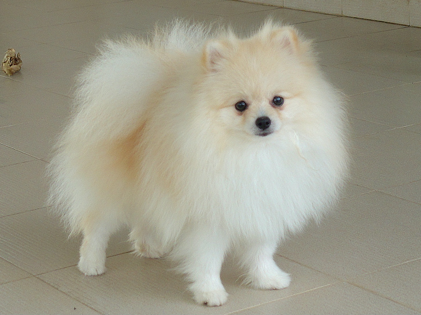 ปอมเมอเรเนี่ยน