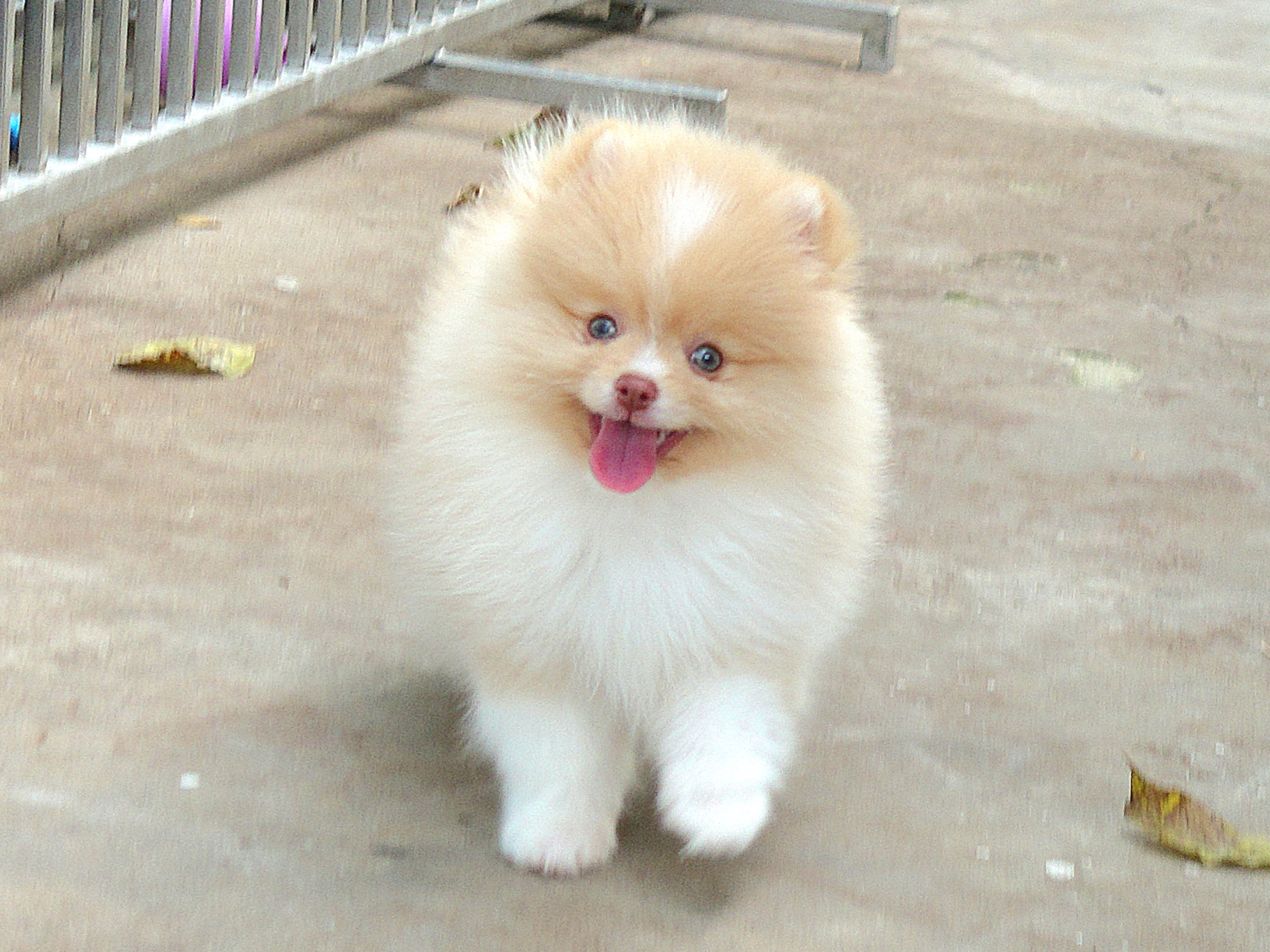 ปอมเมอเรเนี่ยน