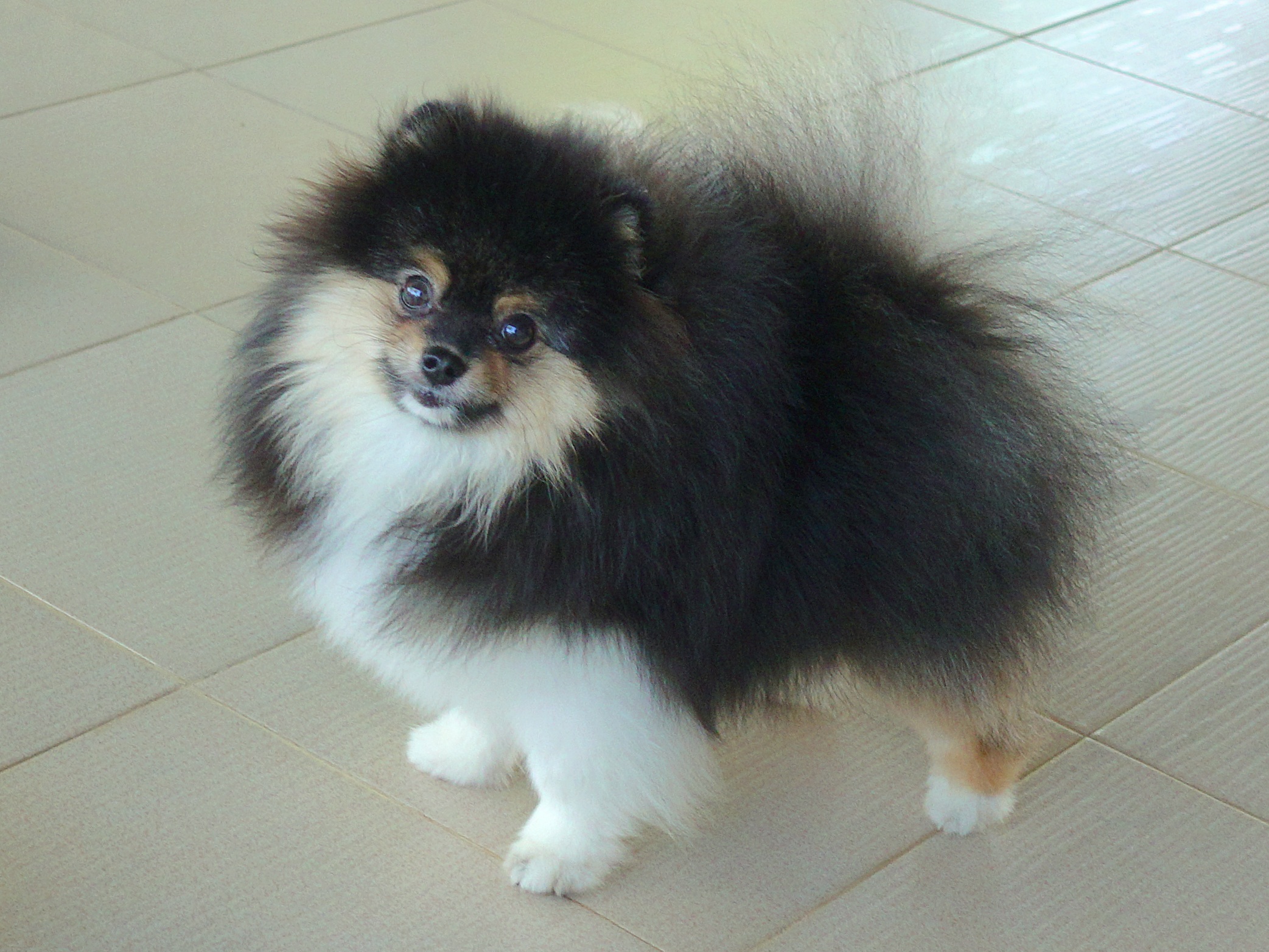 ปอมเมอเรเนี่ยน