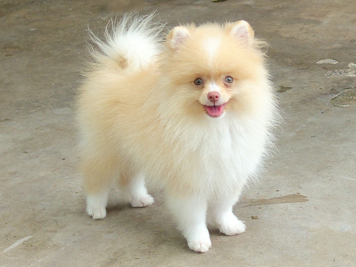 ปอมเมอเรเนี่ยน