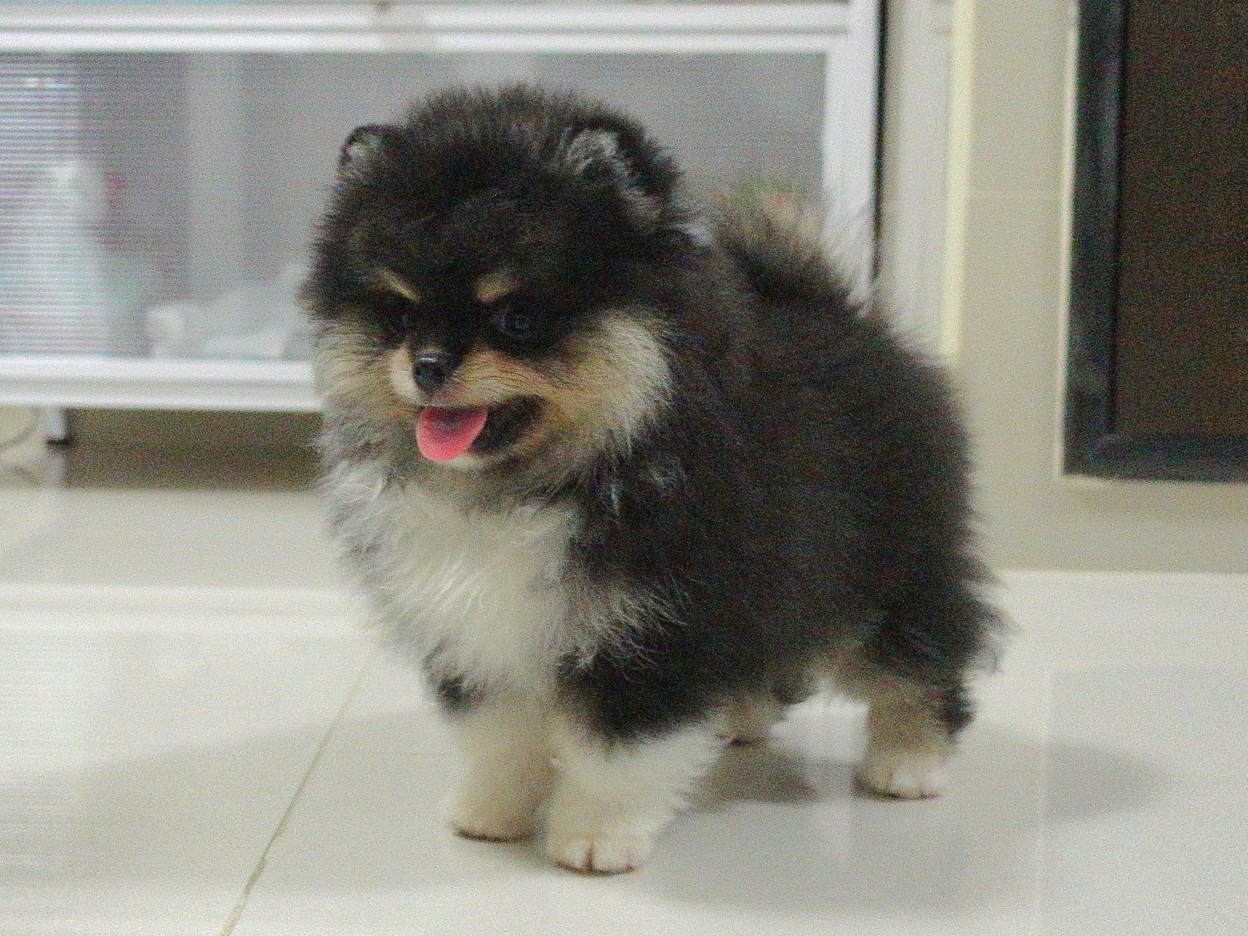 ปอมเมอเรเนี่ยน